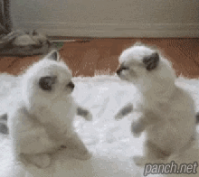 고양이들의 격렬한 싸움.gif