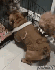 고양이 보호하는 댕댕이.gif
