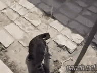 개빠름.gif