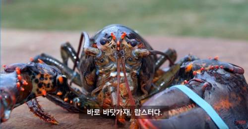 영원히 죽지 않는 바다생물.jpg