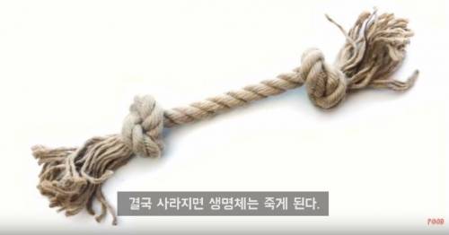 영원히 죽지 않는 바다생물.jpg