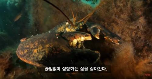 영원히 죽지 않는 바다생물.jpg