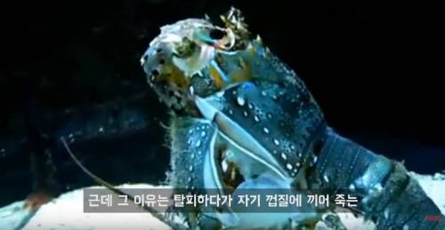 영원히 죽지 않는 바다생물.jpg