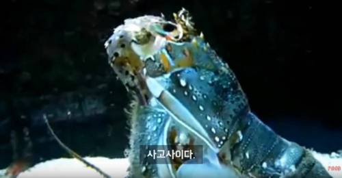 영원히 죽지 않는 바다생물.jpg