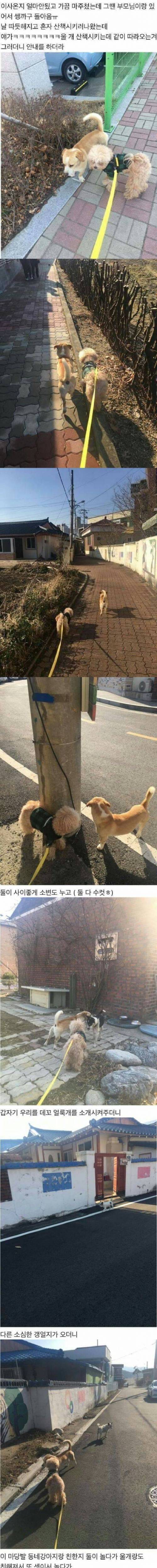 [스압] 인싸 개와 동네 한바퀴.jpg