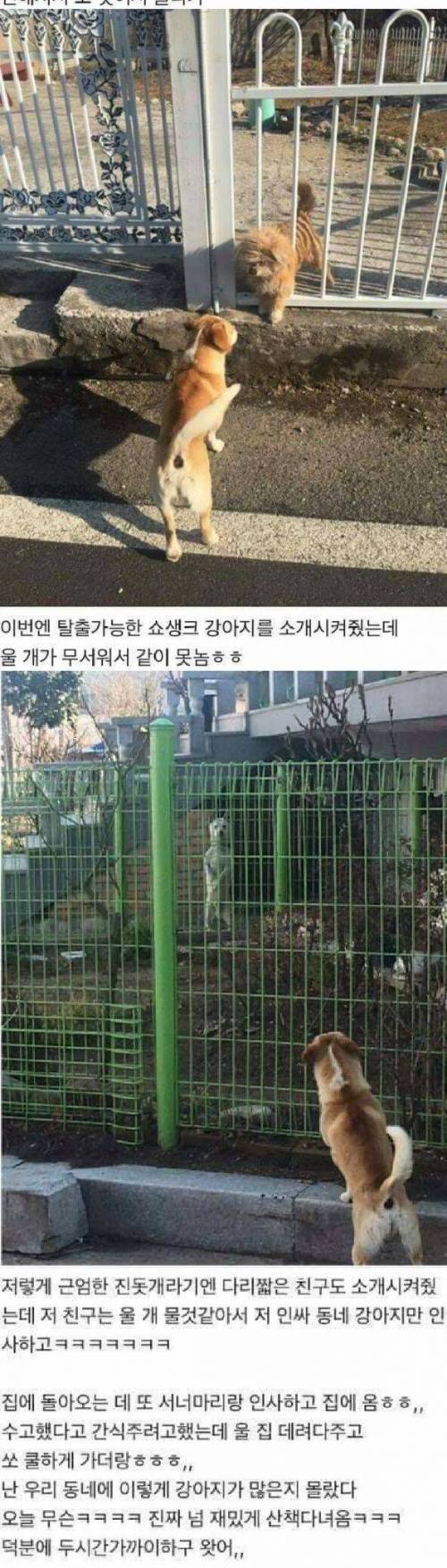 [스압] 인싸 개와 동네 한바퀴.jpg