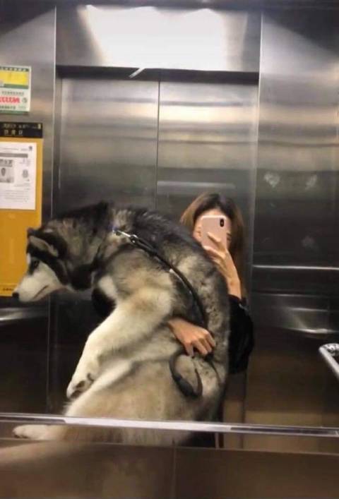 개주인도 같이 강해짐.jpg