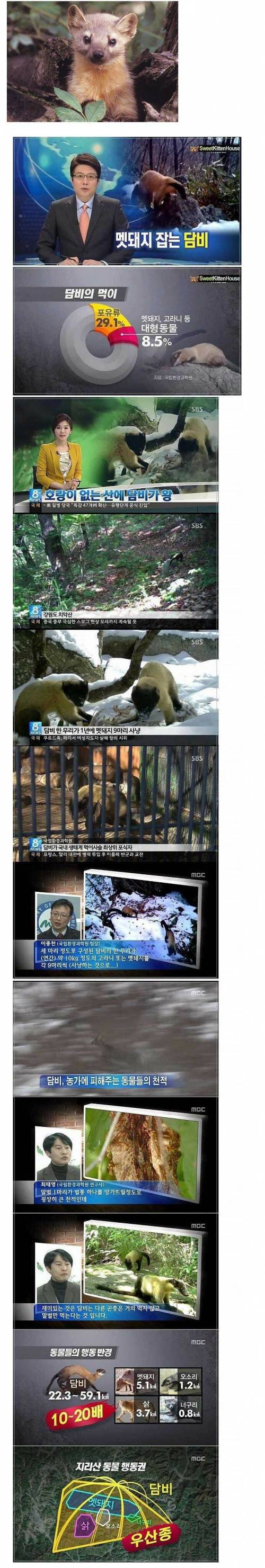 한국 자연 생태계 탑티어 최상위 포식자.jpg