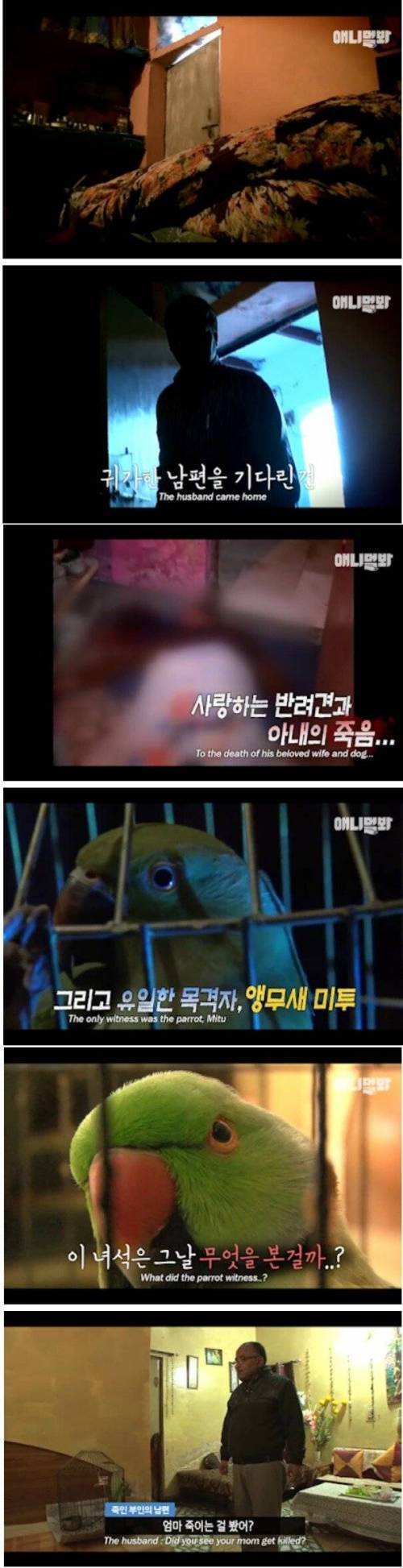 [스압] 살인사건을 목격한 앵무새.jpg