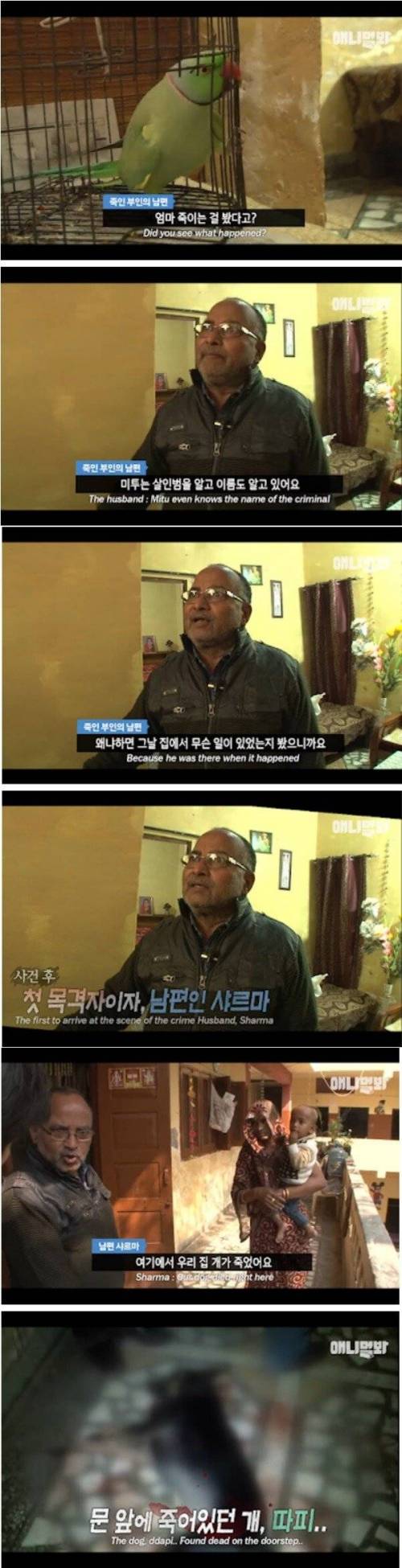 [스압] 살인사건을 목격한 앵무새.jpg