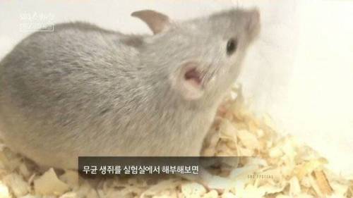 [스압] 우리 몸 제2의 뇌