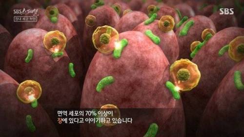 [스압] 우리 몸 제2의 뇌
