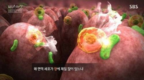 [스압] 우리 몸 제2의 뇌