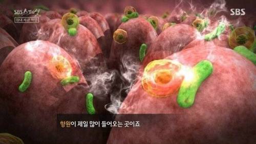 [스압] 우리 몸 제2의 뇌