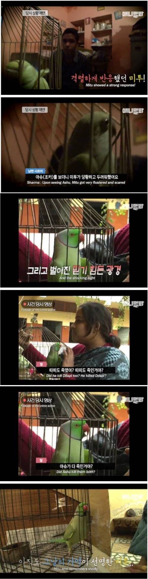 [스압] 살인사건을 목격한 앵무새.jpg