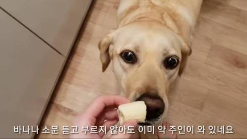 [스압] 바나나 트라우마가 생길 뻔한 리트리버