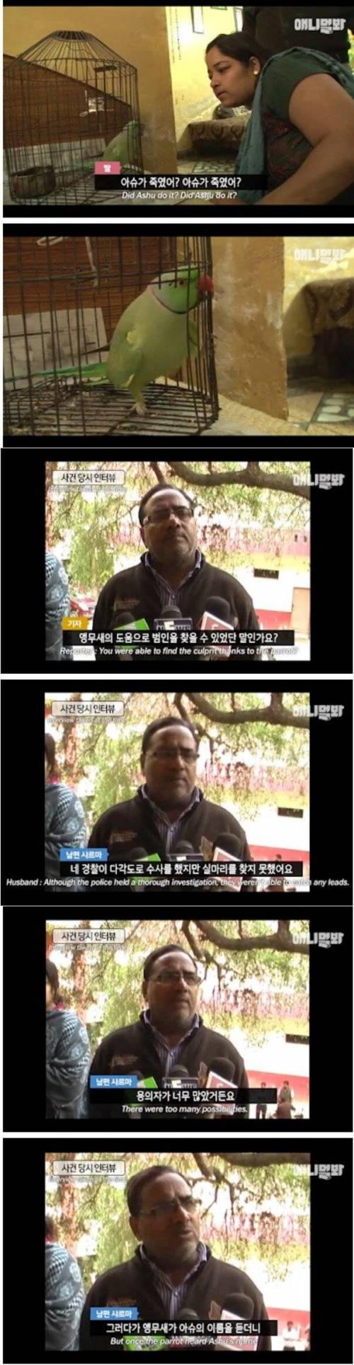 [스압] 살인사건을 목격한 앵무새.jpg