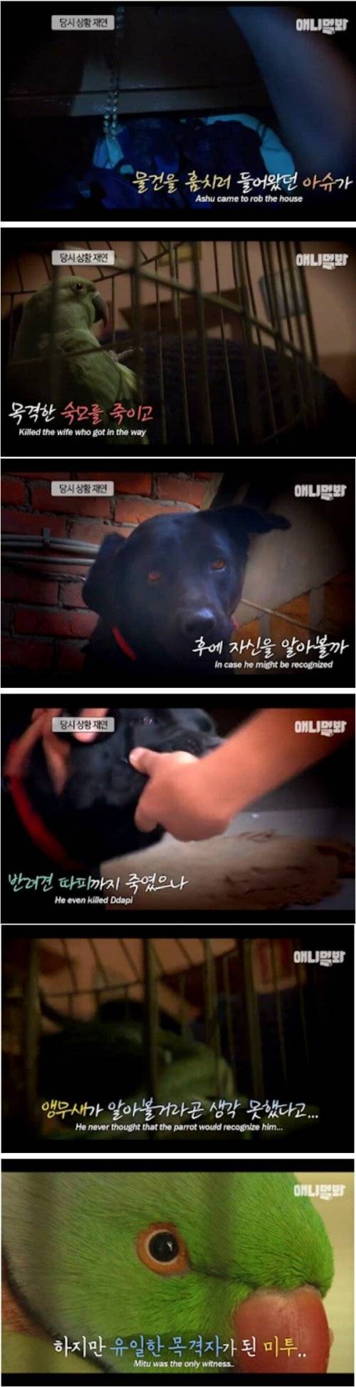 [스압] 살인사건을 목격한 앵무새.jpg