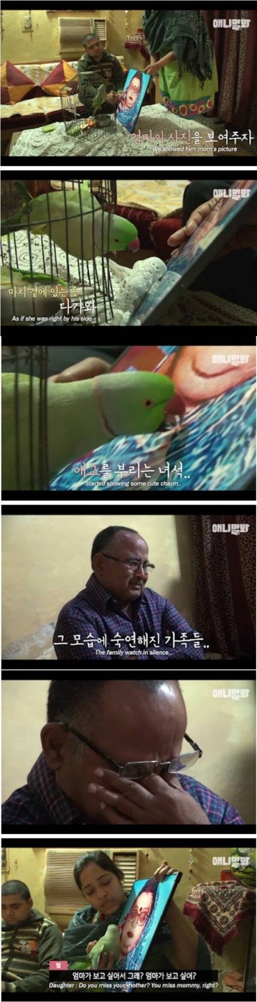 [스압] 살인사건을 목격한 앵무새.jpg