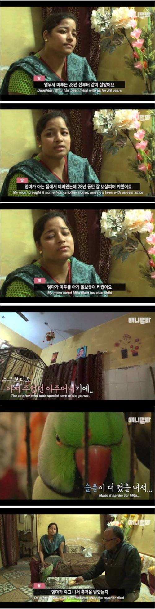 [스압] 살인사건을 목격한 앵무새.jpg