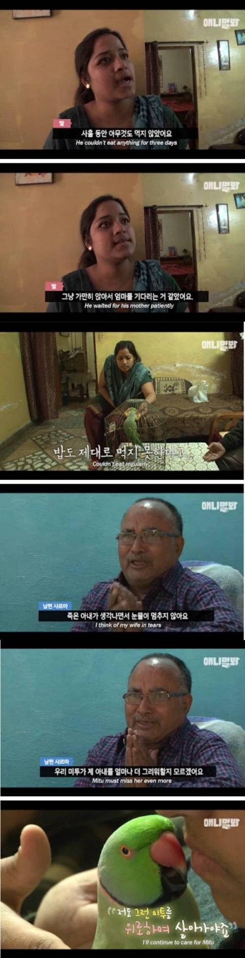 [스압] 살인사건을 목격한 앵무새.jpg