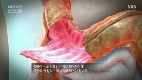 [스압] 우리 몸 제2의 뇌