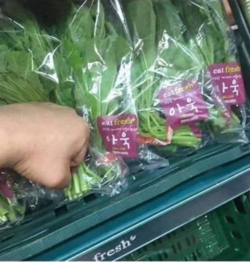 식물도 고통을 느낀다구욧!!