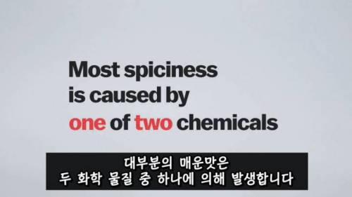 [스압] 매운 음식을 좋아하는 이유.jpg