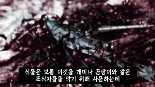 [스압] 매운 음식을 좋아하는 이유.jpg