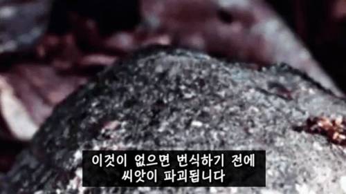 [스압] 매운 음식을 좋아하는 이유.jpg