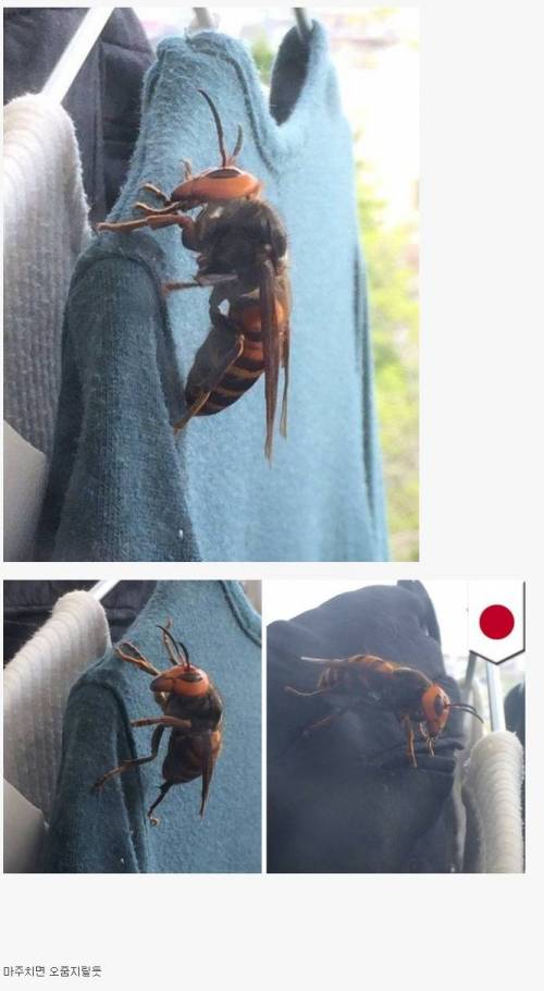 일본 장수말벌.jpg