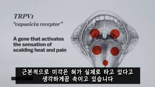 [스압] 매운 음식을 좋아하는 이유.jpg