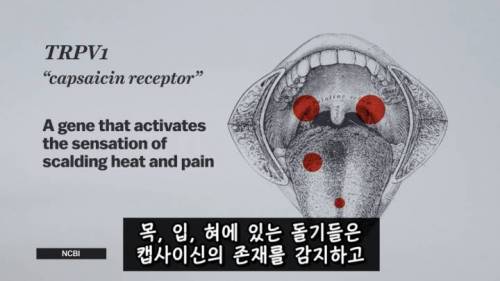 [스압] 매운 음식을 좋아하는 이유.jpg