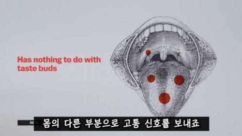 [스압] 매운 음식을 좋아하는 이유.jpg