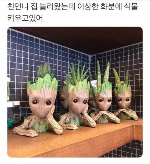 언니가 이상한 화분을 들여놨다.jpg