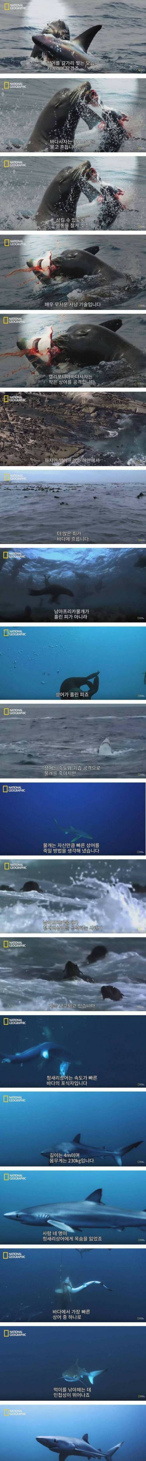[스압] 상어의 신종 천적.jpg