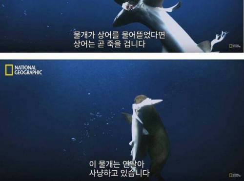 [스압] 상어의 신종 천적.jpg