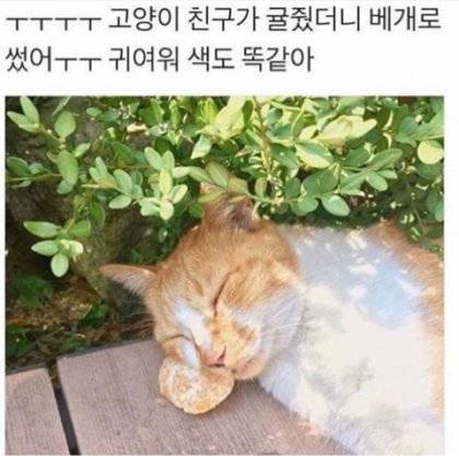 고양이한테 귤을 줫.jpg