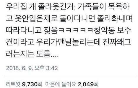 보수견.jpg