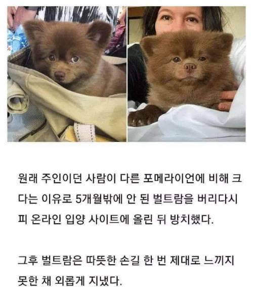 이거슨 곰인가 개인가!!??