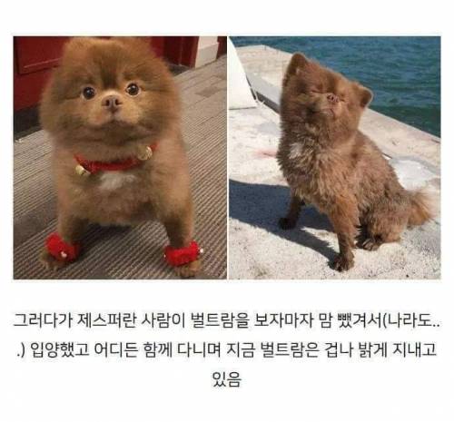 이거슨 곰인가 개인가!!??
