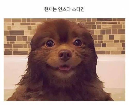 이거슨 곰인가 개인가!!??