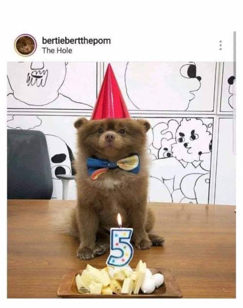 이거슨 곰인가 개인가!!??