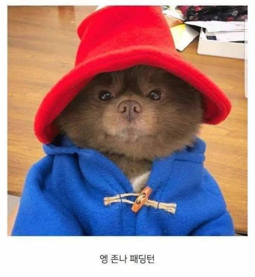 이거슨 곰인가 개인가!!??
