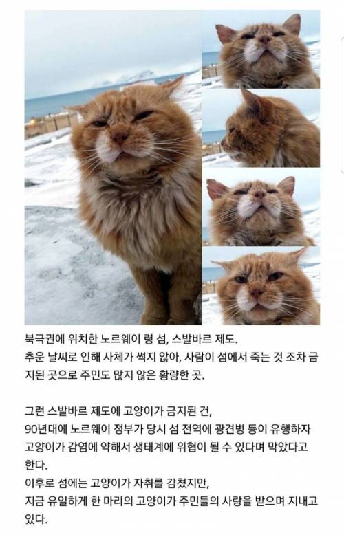 고양이 출입이 금지된 어느 섬의 유일한 고양이.jpg