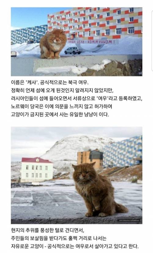 고양이 출입이 금지된 어느 섬의 유일한 고양이.jpg