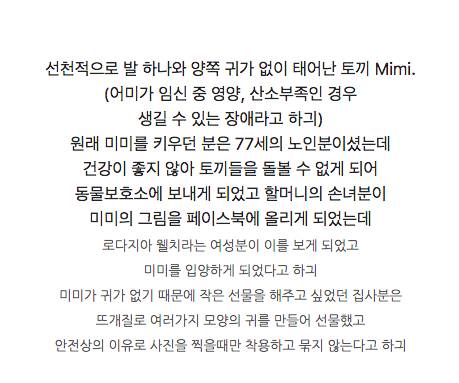 귀를 선물받은 토끼.jpg