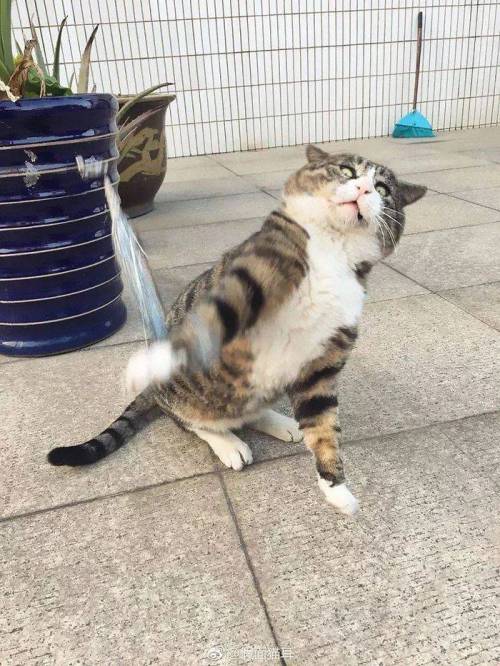 [스압] 사진 찍을 맛 나는 고양이