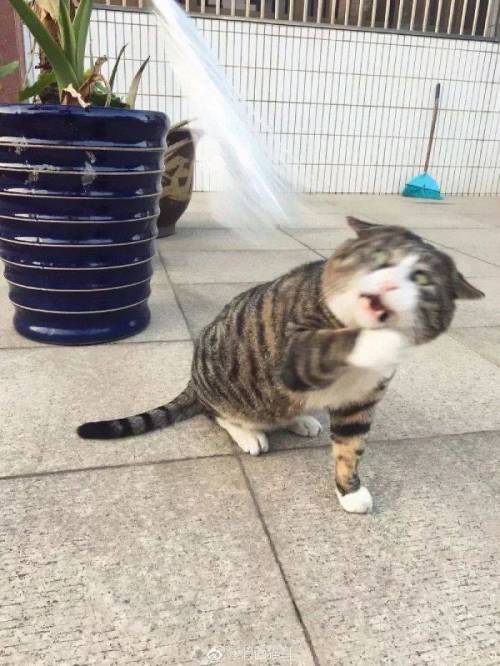[스압] 사진 찍을 맛 나는 고양이