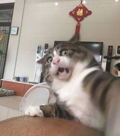 [스압] 사진 찍을 맛 나는 고양이